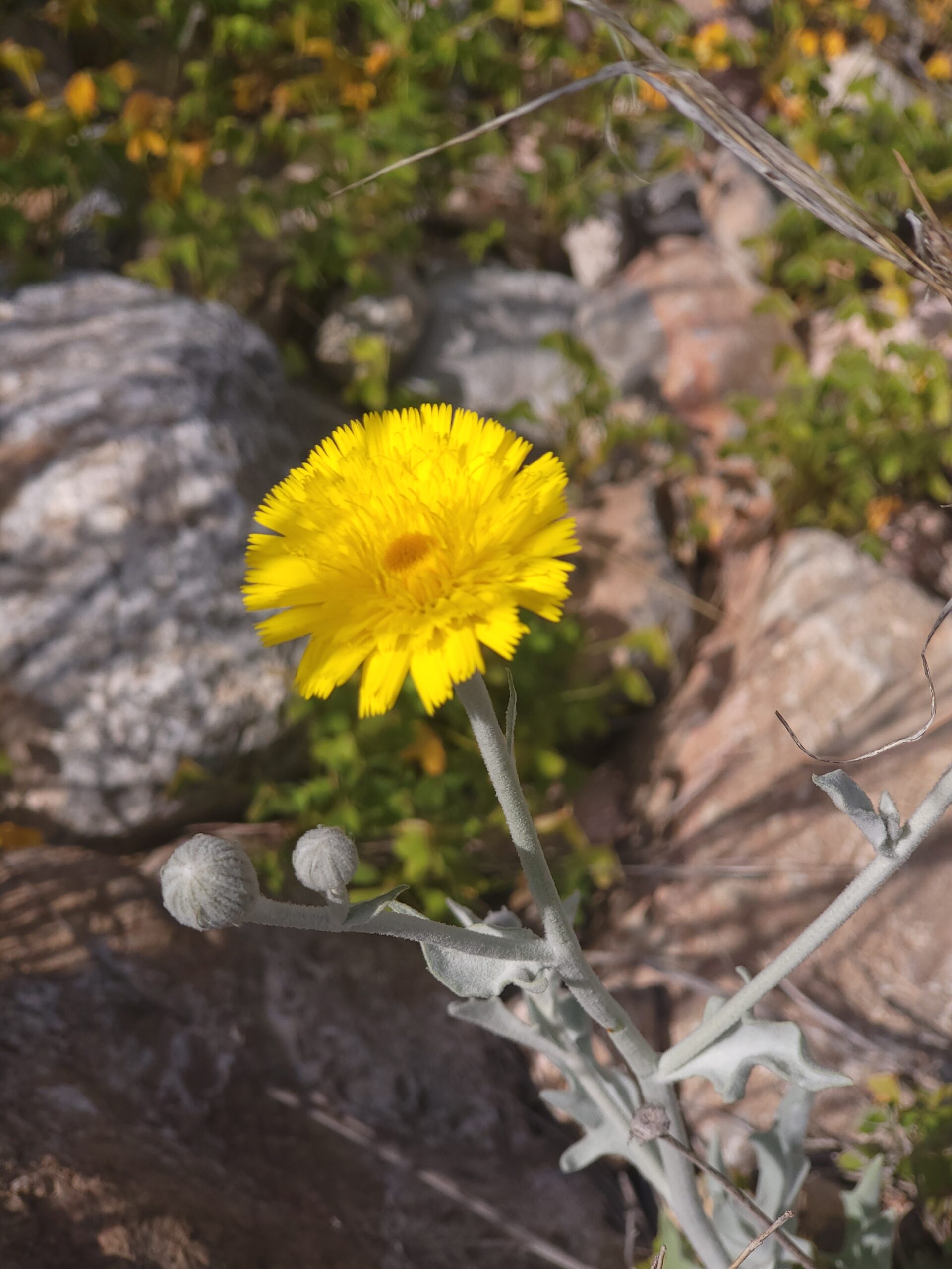 Westliche Andryale Blüte – Bild 2