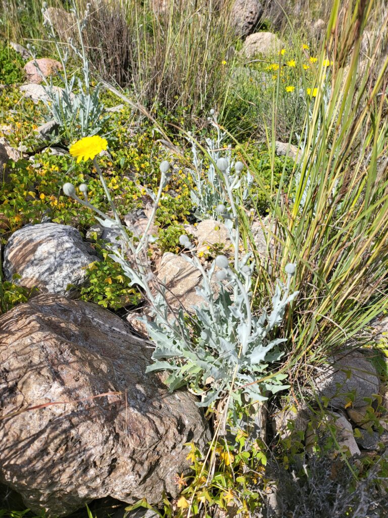 Gelbe Blüte in einer steinigen, grünen Landschaft