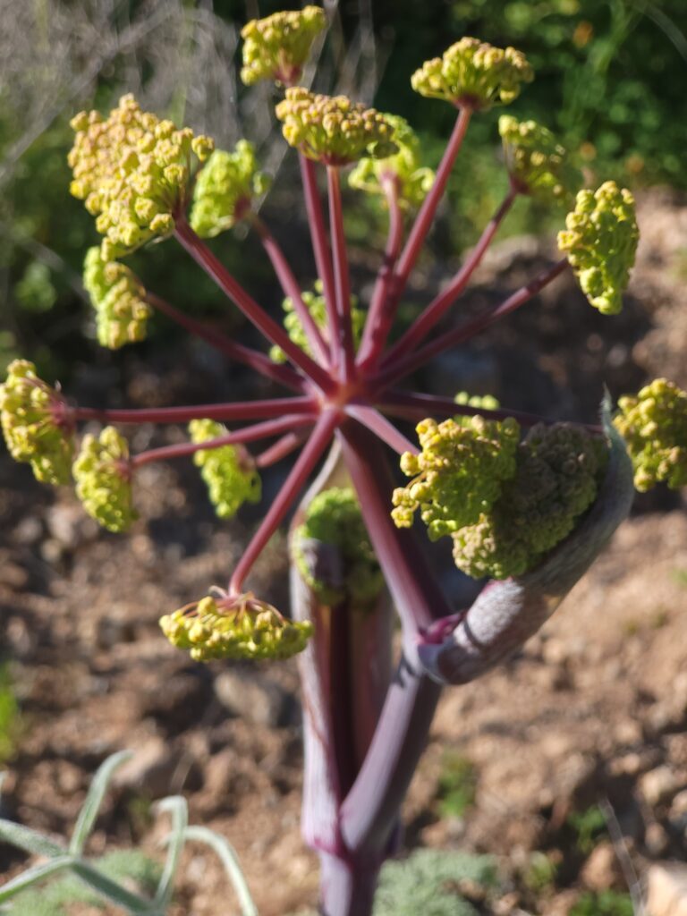 Blütenstand der wolligen Thapsie mit gelb-grünen Dolden