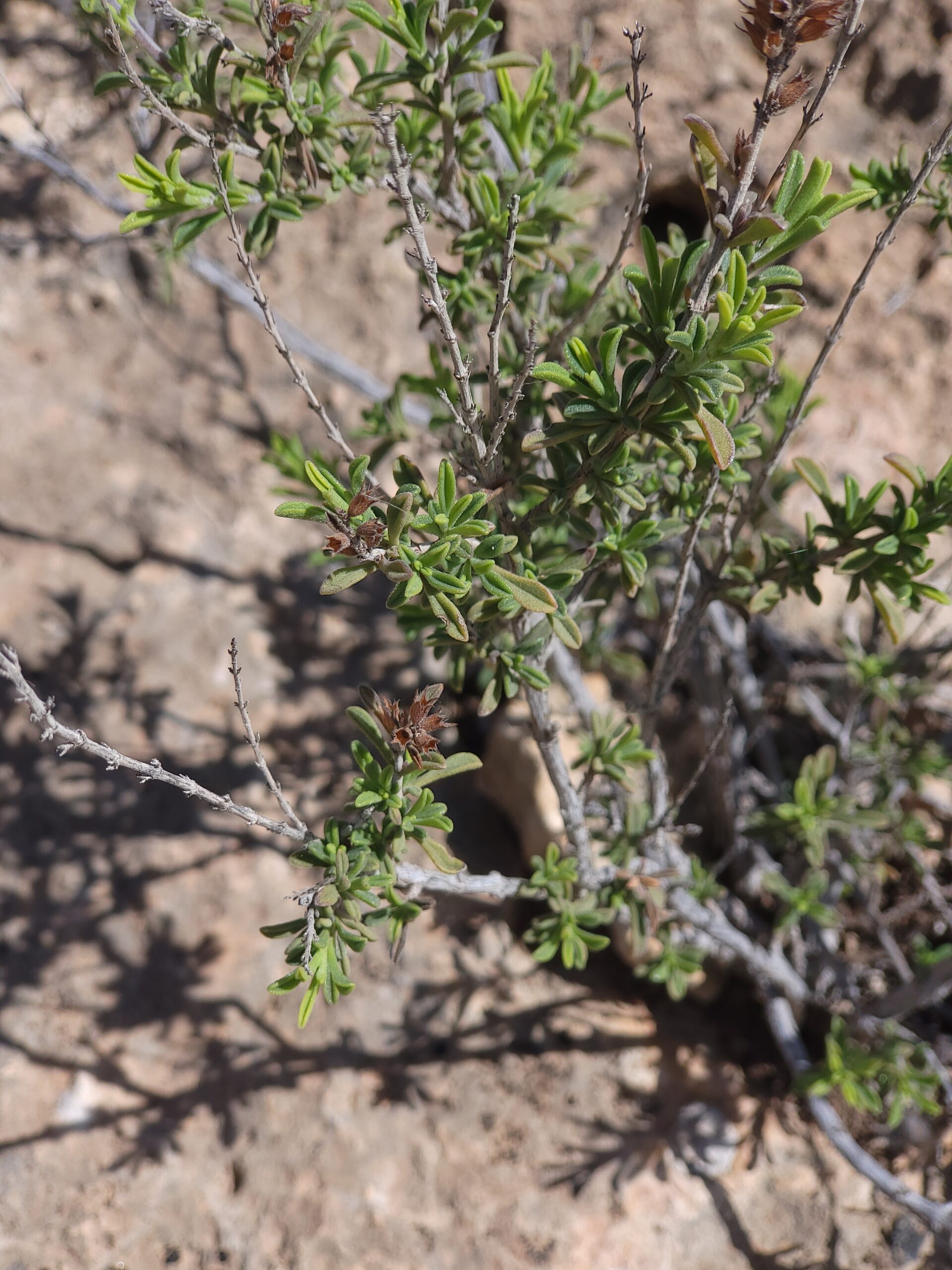 Wolliger Rosmarin Blätter Essbar – Bild 1