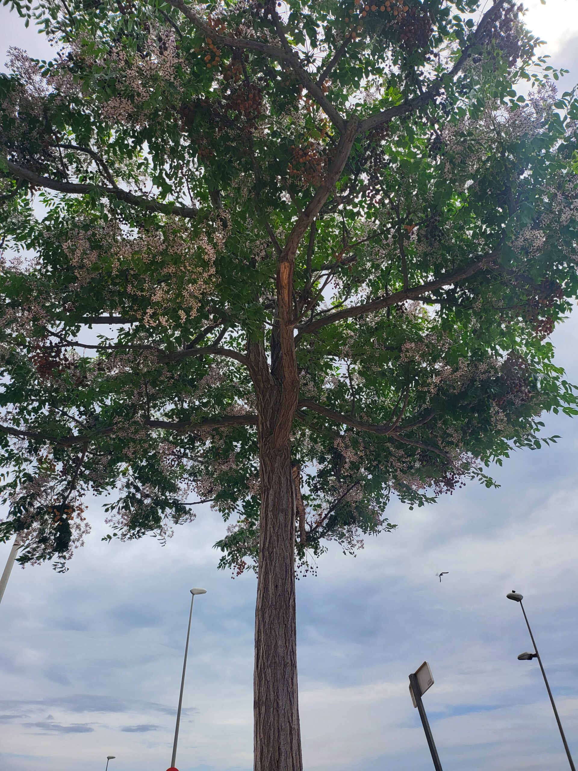 Zedrachbaum mit Blüten und grünen Blättern in einer städtischen Umgebung