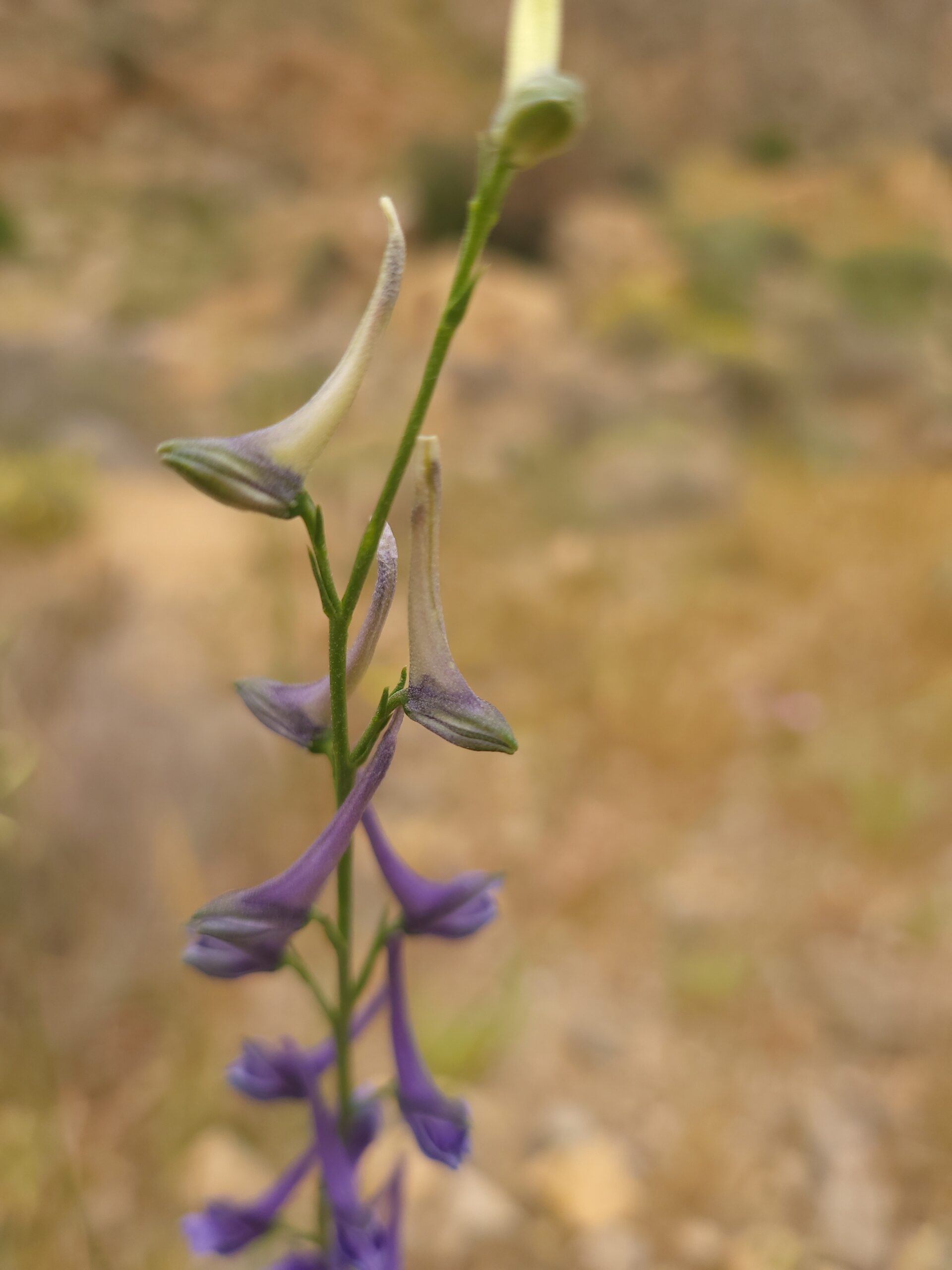 Zierlicher Rittersporn – Violette Blüten des Rittersporns Zierlicher Rittersporn – Nahaufnahme von violetten Blüten eines Zierlichen Rittersporns