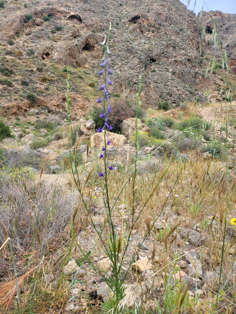 Schmale violette Blume vor felsigem Hintergrund in der Natur