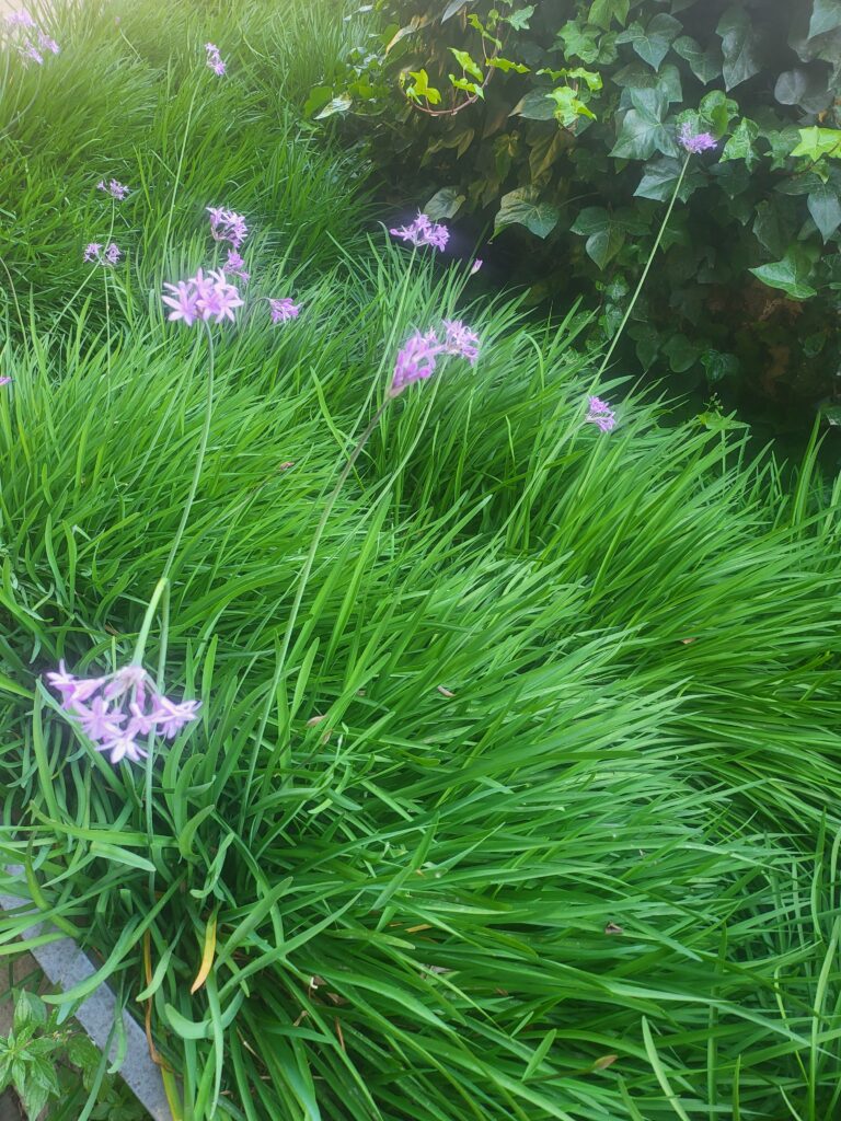 Zimmerknoblauch mit violetten Blüten und grünen Blättern