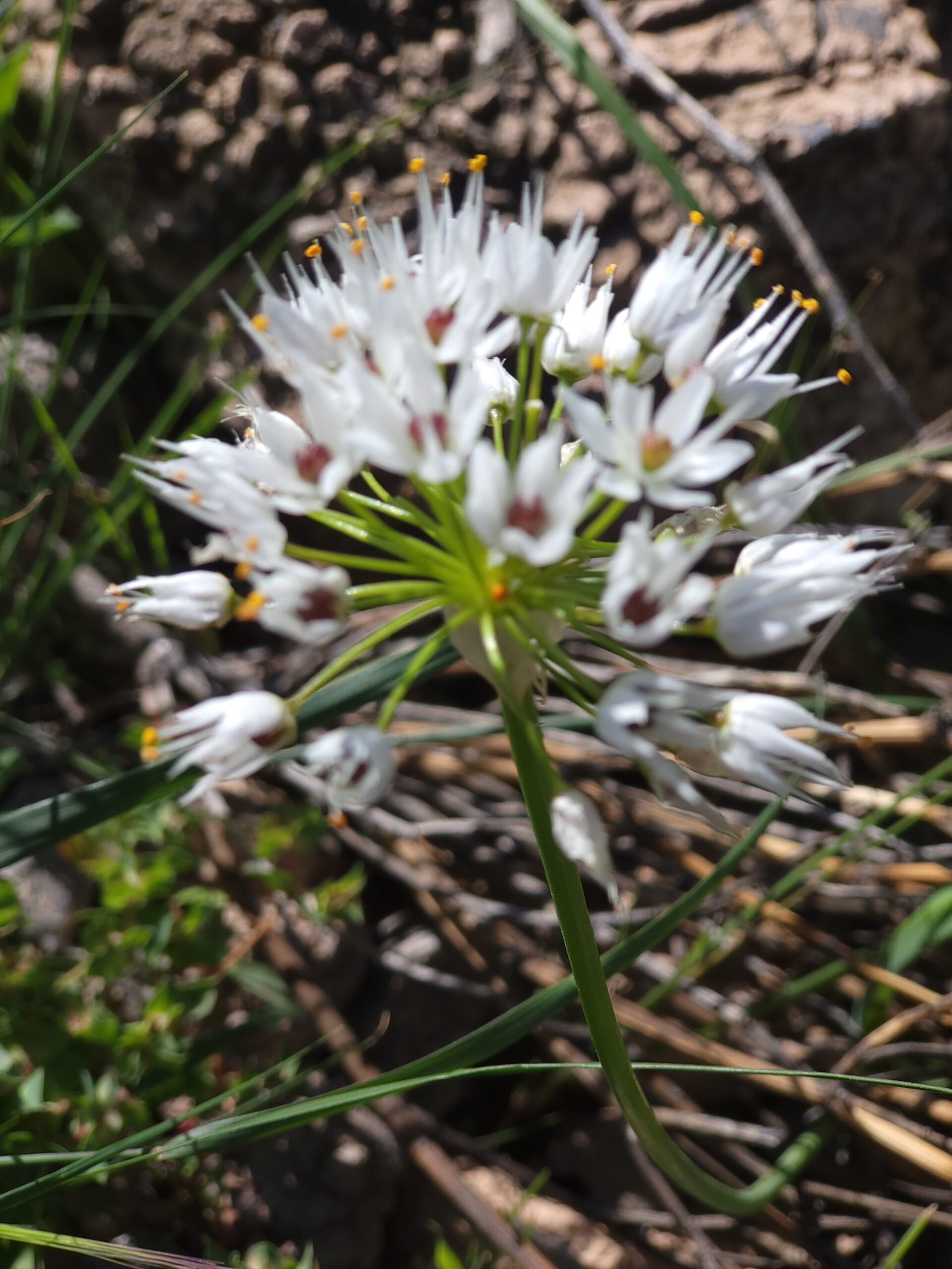 Zottiger Lauch Blätter Pflege – Bild 1