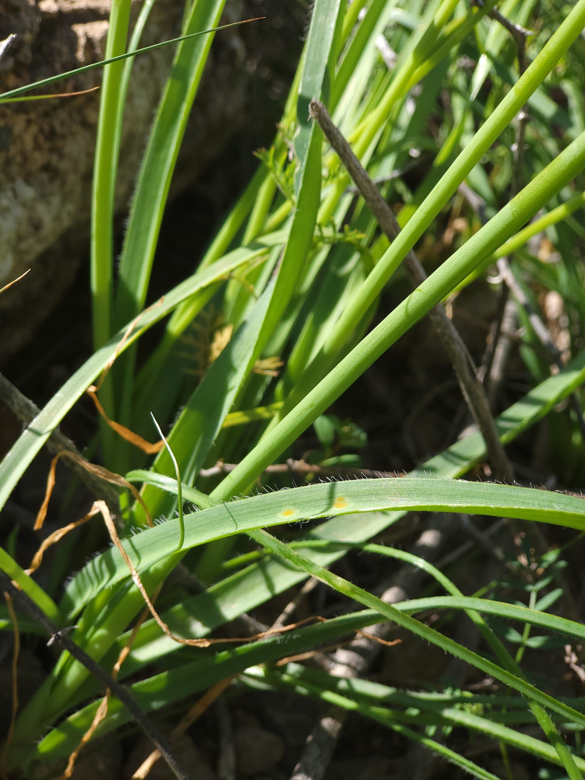 Zottiger Lauch Blätter Pflege – Bild 2