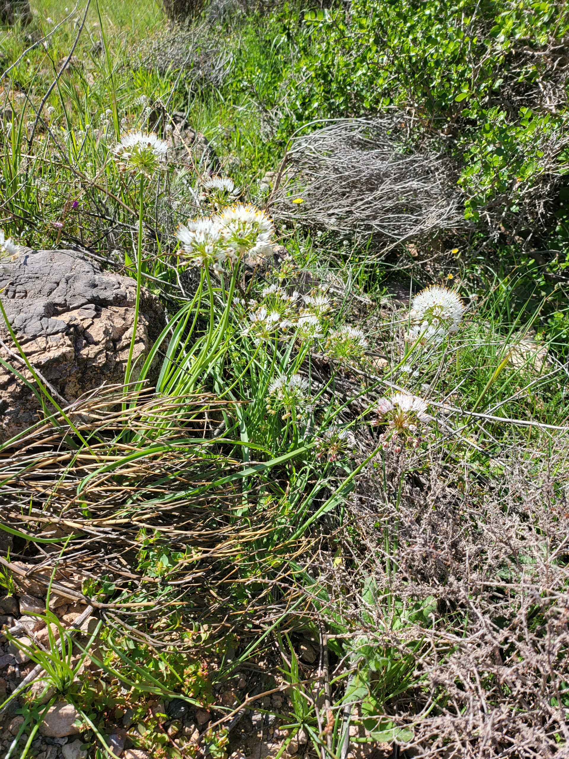 Zottiger Lauch in natürlichem Habitat mit grünen Blättern
